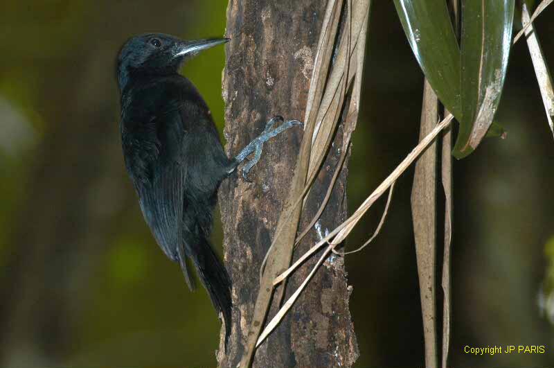Melanerpes herminieri